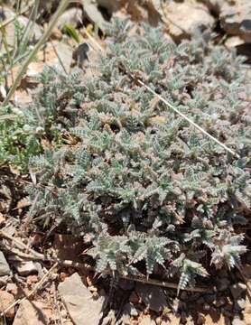 Imagem de Astragalus cruentiflorus Boiss.