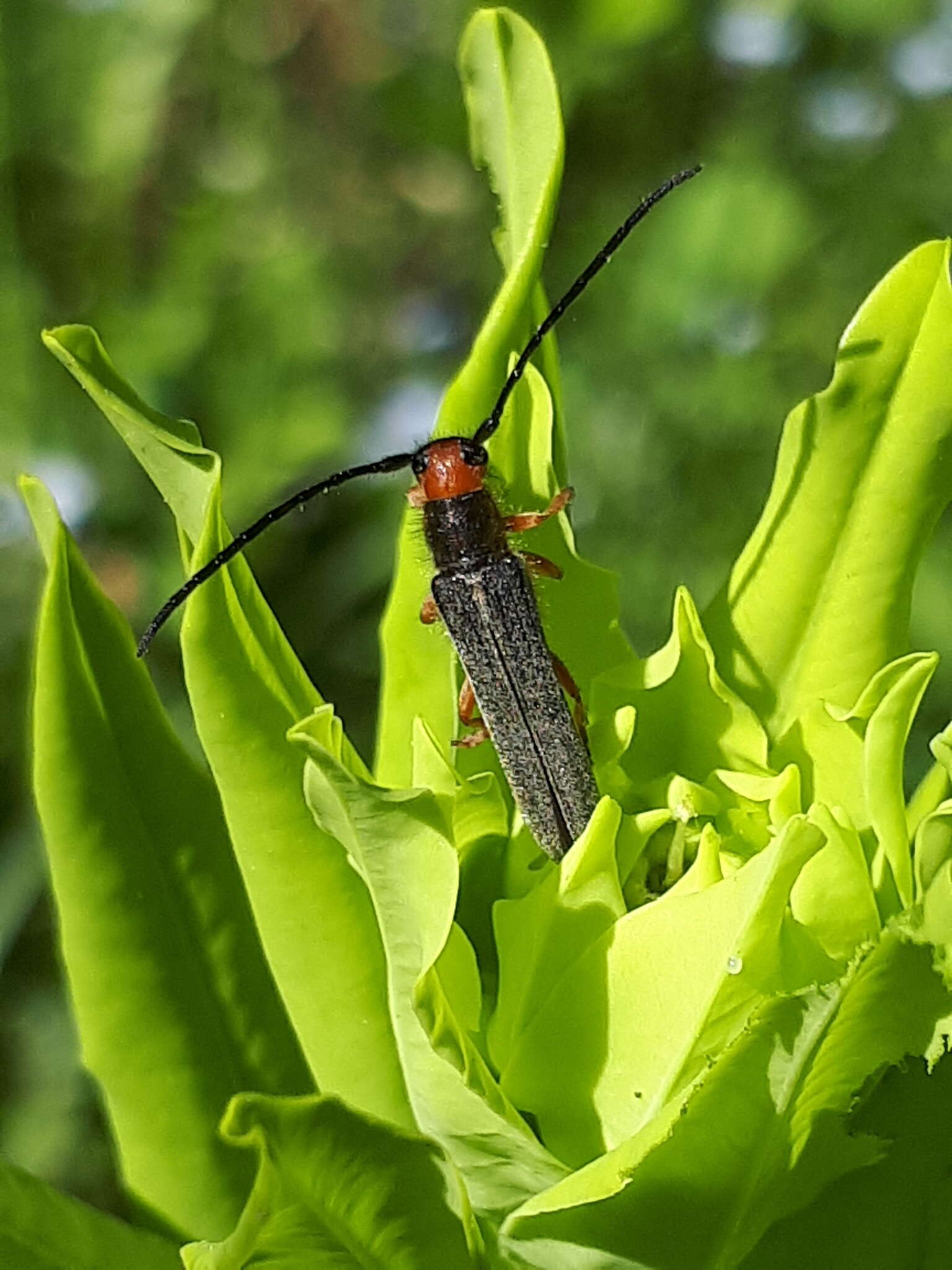 Image of Leafy Spurge Stem Boring Beetle