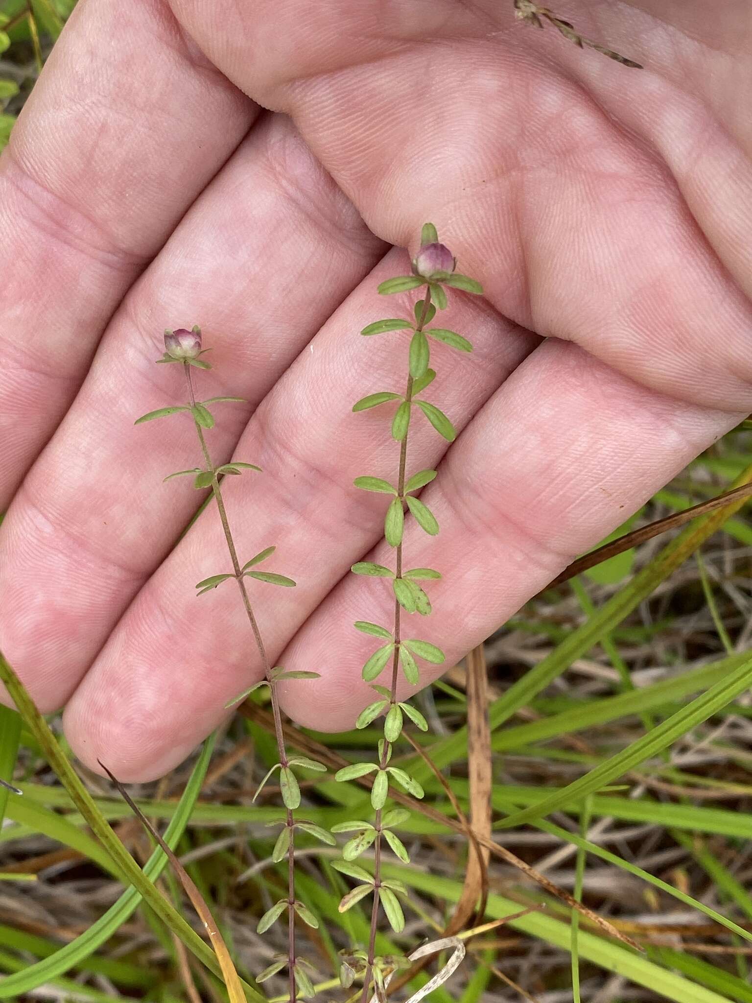 Image of Bog bedstraw