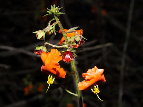 Image de Alonsoa meridionalis (L. fil.) Kuntze