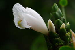 Image of Costus arabicus L.