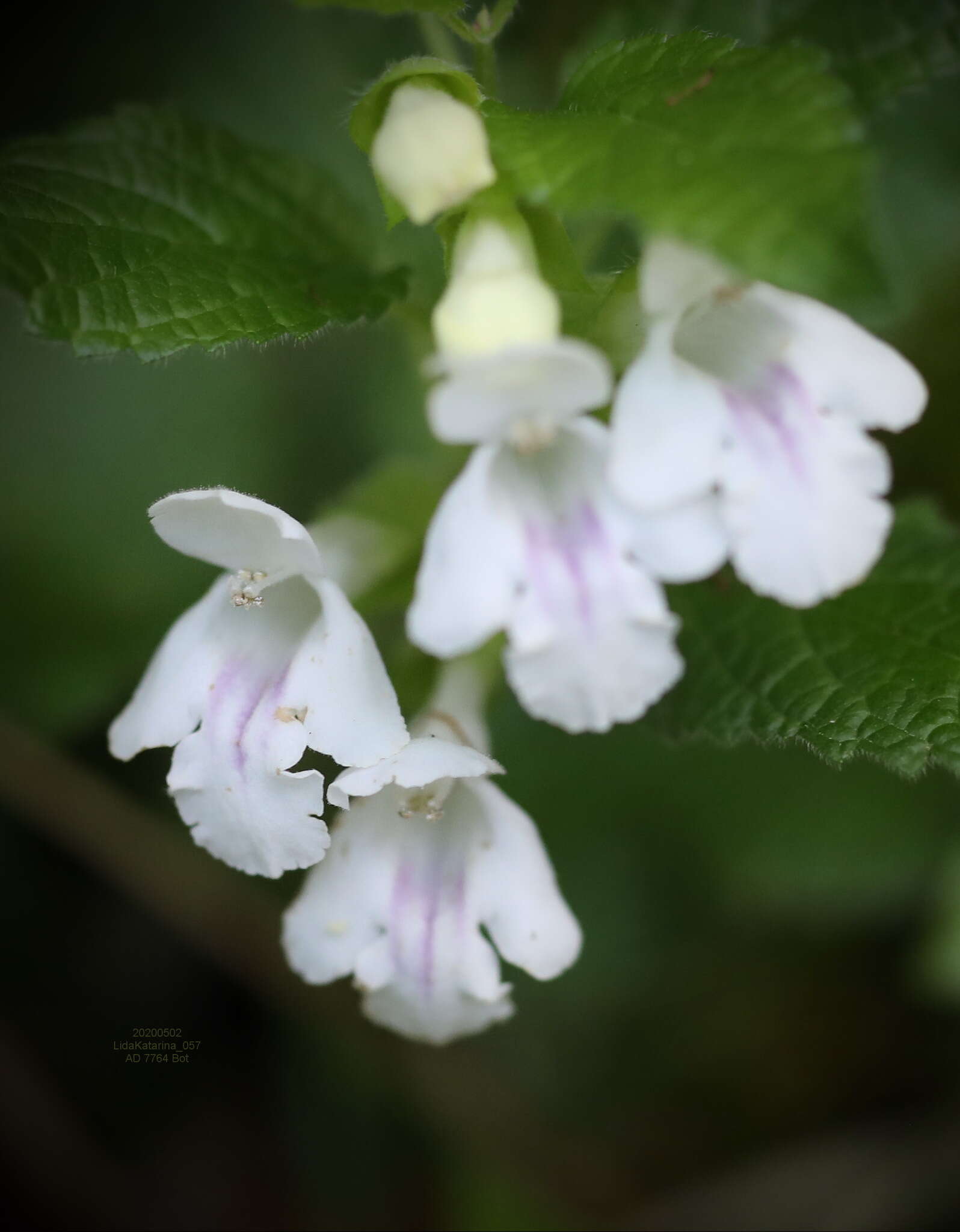 Plancia ëd Melittis melissophyllum subsp. albida (Guss.) P. W. Ball