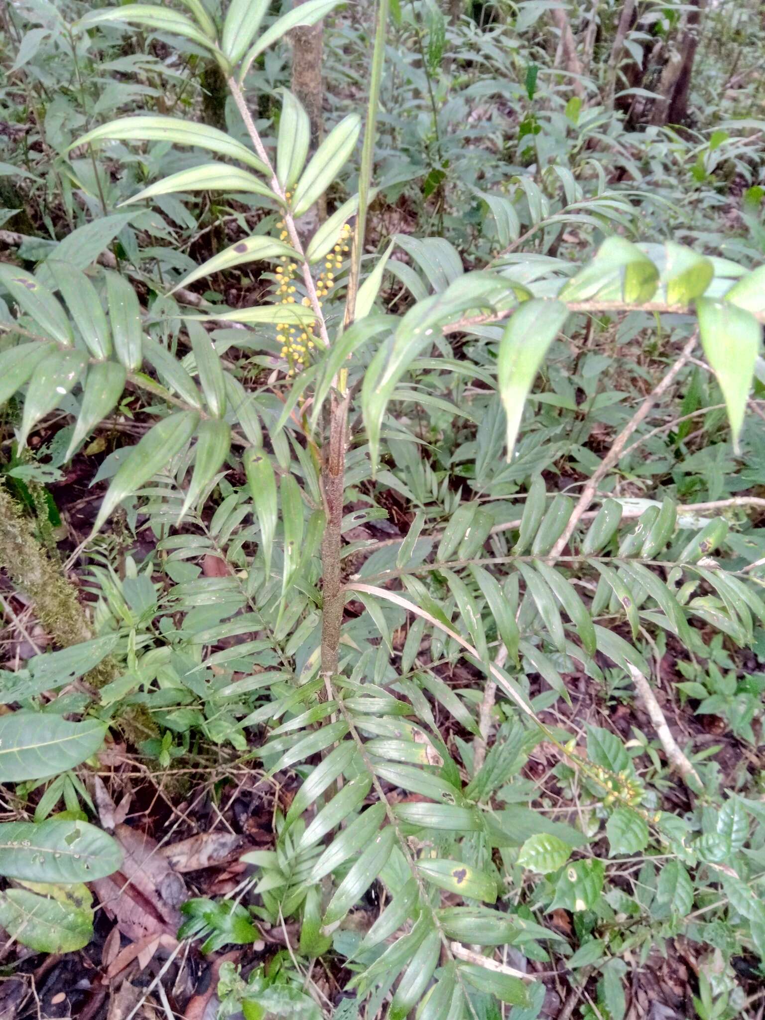 Image of Dypsis concinna Baker