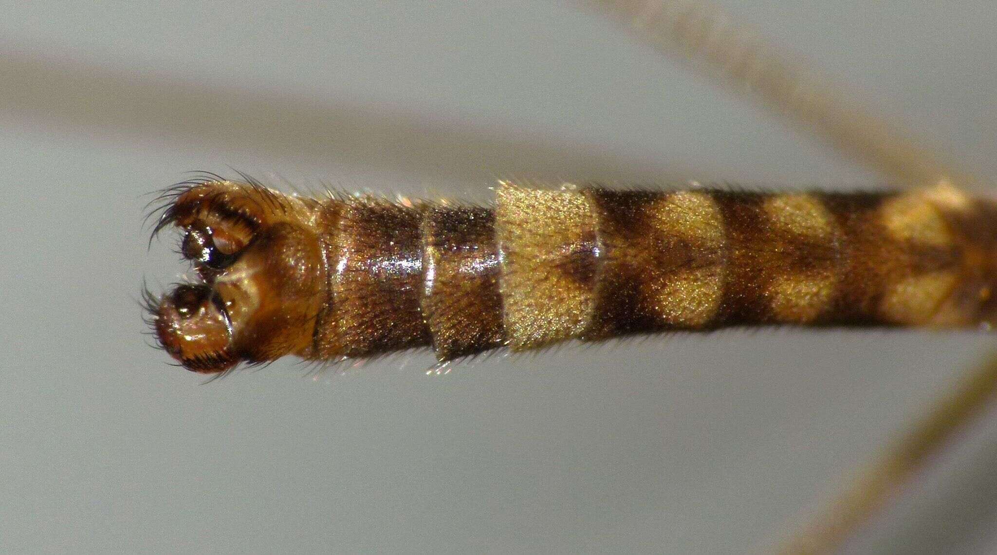 Image of Leptotarsus (Macromastix) cubitalis (Edwards 1923)