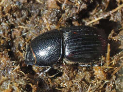 Image of Otophorus