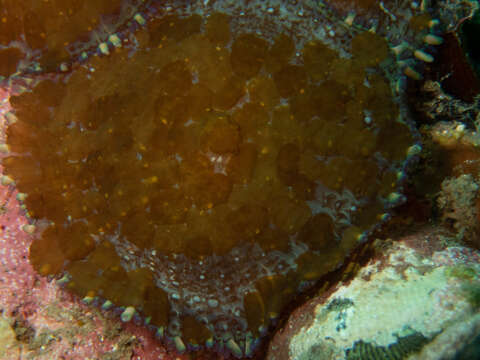 Image of Tonga blue mushroom anemone