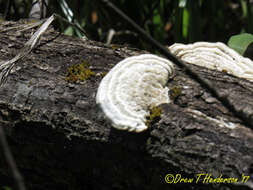 Image of Trametes gibbosa (Pers.) Fr. 1838