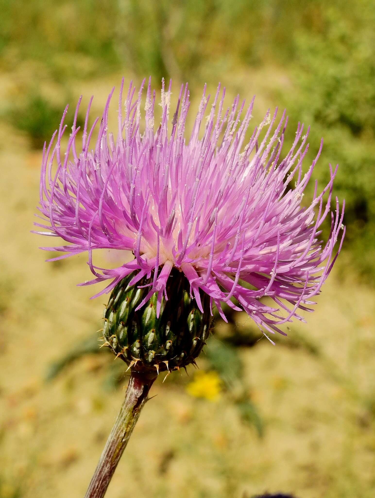 صورة Cirsium tracyi (Rydb.) Petr.