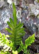 Image of Lomariocycas tabularis (Thunb.) Gasper & A. R. Sm.