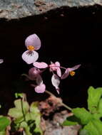 Image of Begonia bernieri A. DC.