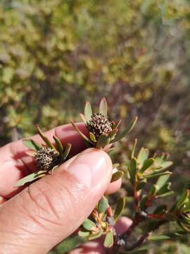 Imagem de <i>Leucadendron lanigerum</i> var. <i>laevigatum</i>