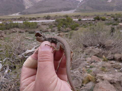 Image of Buerger's Tree Iguana