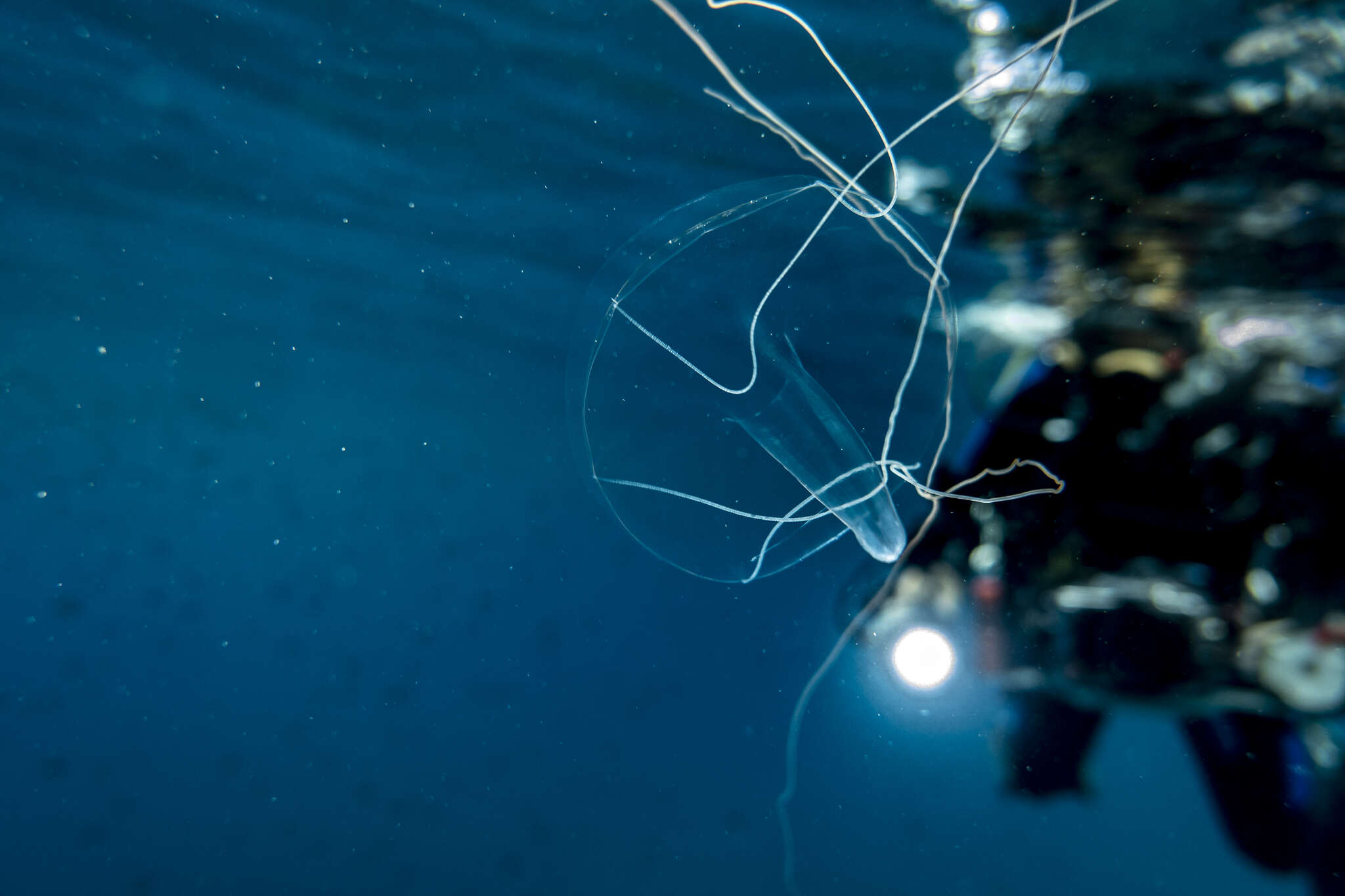 Image of trunked jellyfish