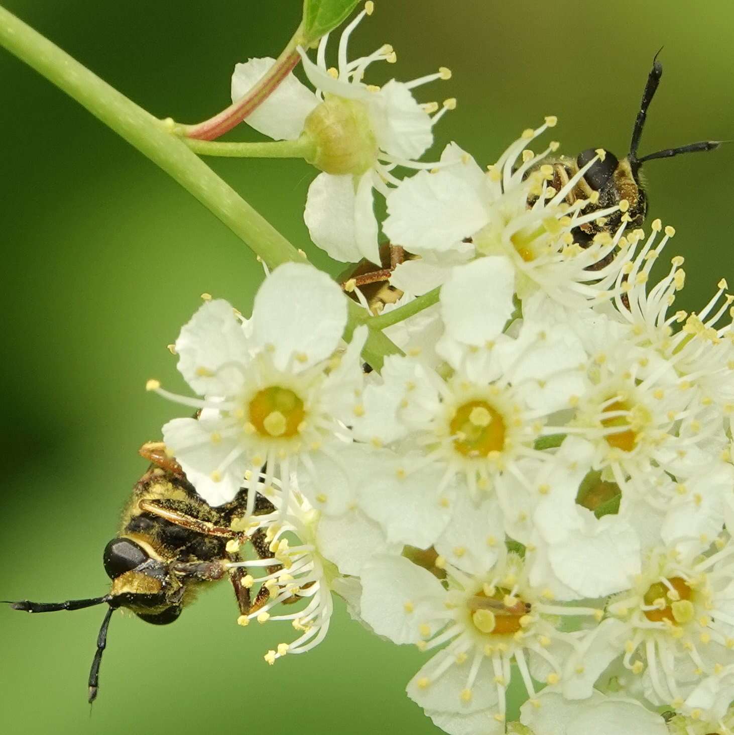 Sivun Sphecomyia vittata (Wiedemann 1830) kuva