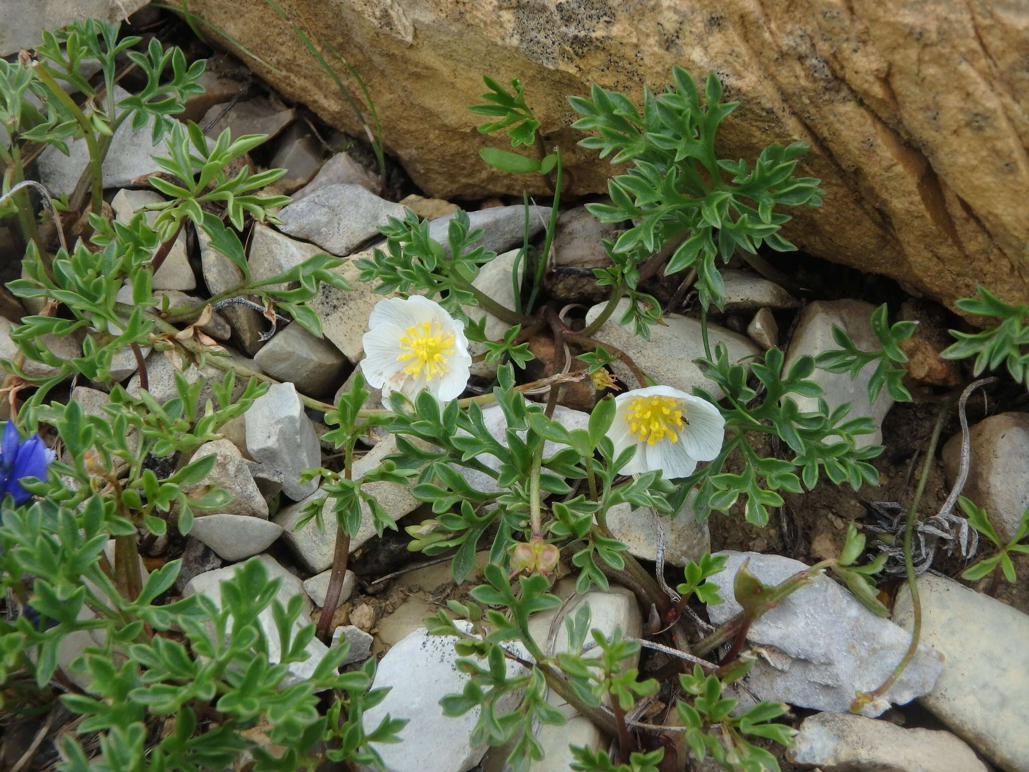 Image of Ranunculus seguieri subsp. seguieri