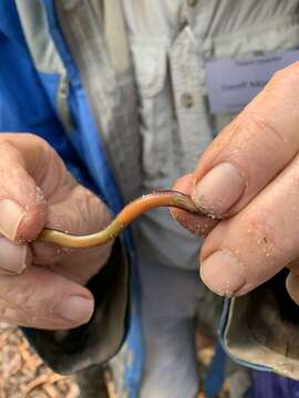 Image of Yolk-bellied Snake-skink