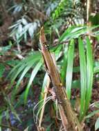 Image of Heteragrion tiradentense Machado & Bedé 2006