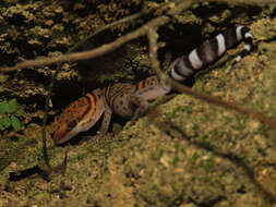 Image of Goniurosaurus bawanglingensis Grismer, Haitao, Orlov & Anajeva 2002