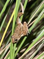 Plancia ëd Litoria inermis (Peters 1867)