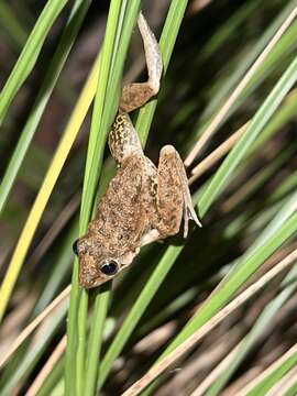 Image of Bumpy Rocket Frog