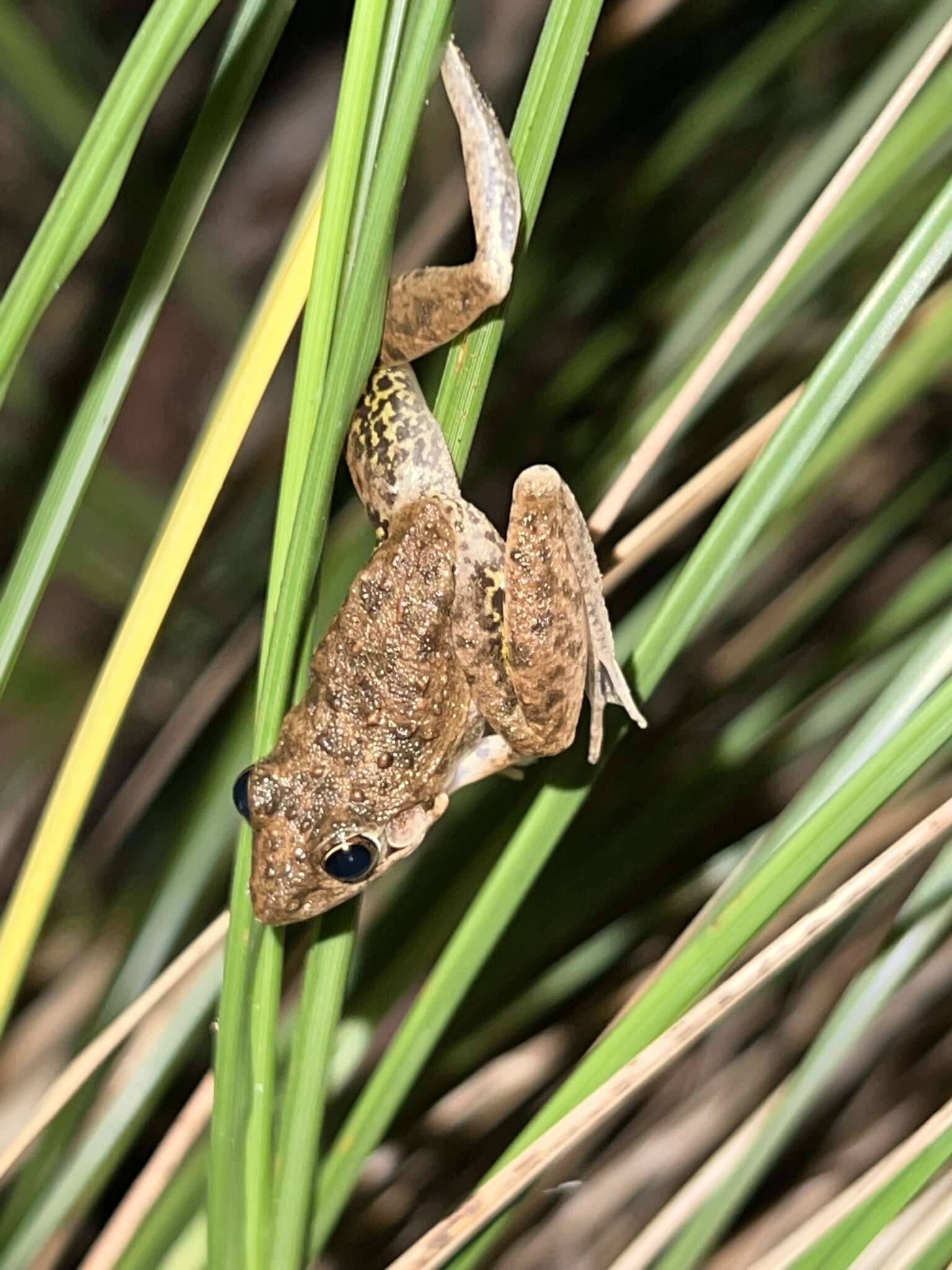 Plancia ëd Litoria inermis (Peters 1867)