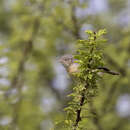 Image de Eremomela usticollis usticollis Sundevall 1850