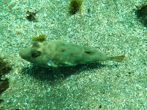 Image of Longnose Puffer