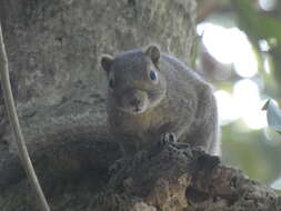 Слика од Callosciurus pygerythrus (I. Geoffroy Saint-Hilaire 1833)