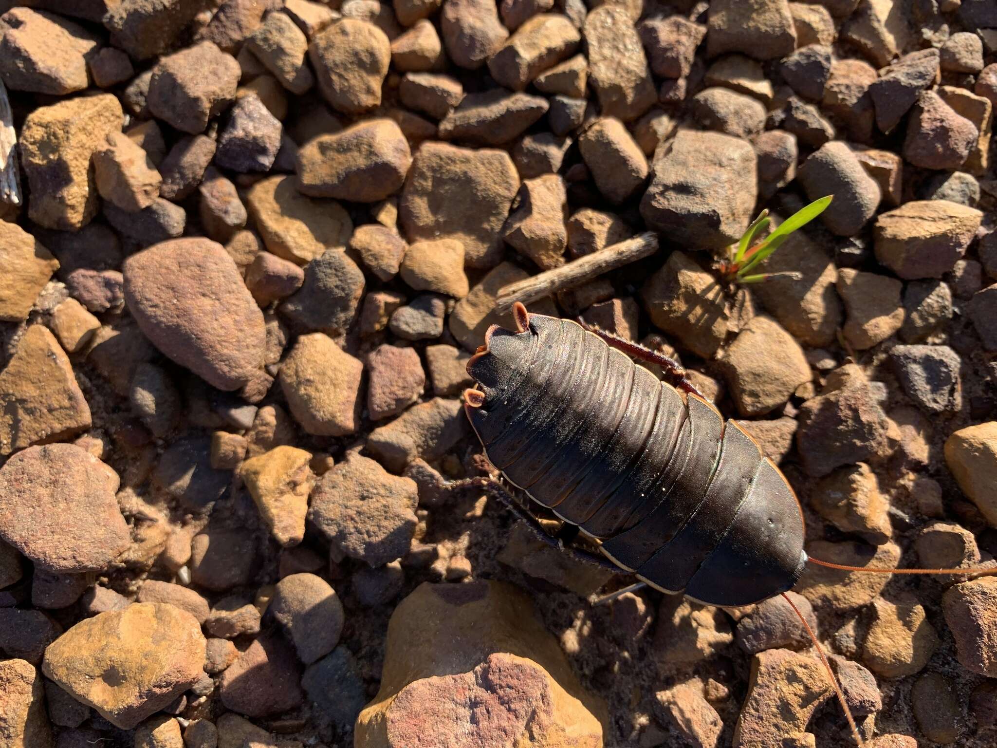 Image of Botany Bay Cockroach