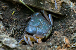 Image of Potamonautes mulanjeensis Daniels & Bayliss 2012