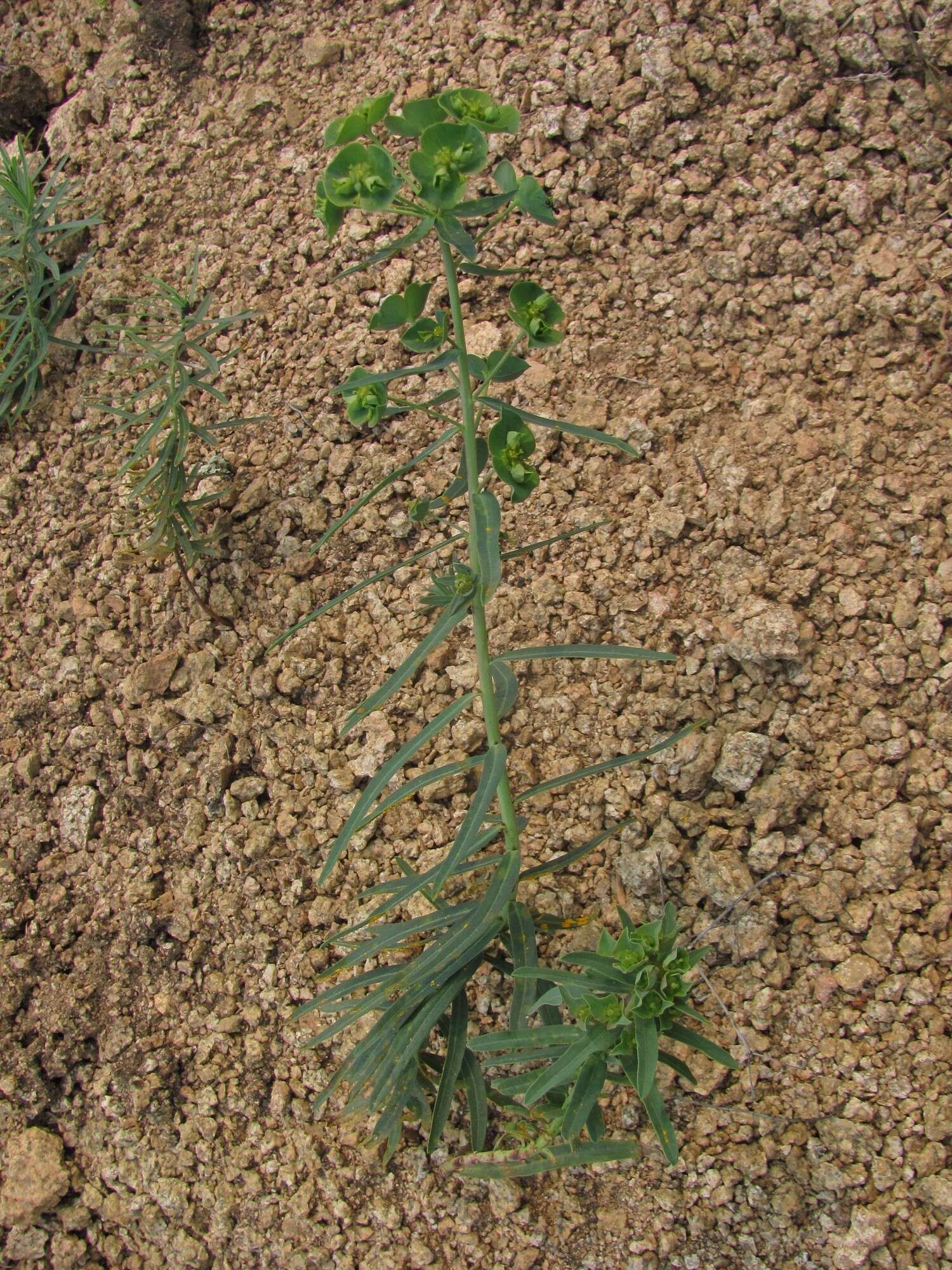 Слика од Euphorbia caesia Kar. & Kir.