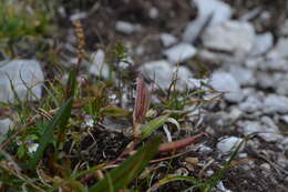 Image de Oxytropis jacquinii Bunge