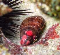 Image of blue-legged hermit crab