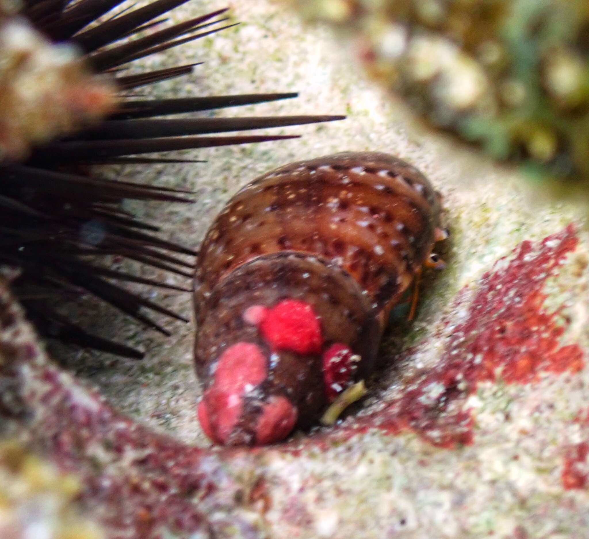 Слика од Clibanarius tricolor (Gibbes 1850)