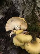 Pleurotus citrinopileatus Singer 1942 resmi