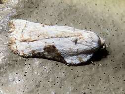 Image of Acleris subnivana Walker 1863