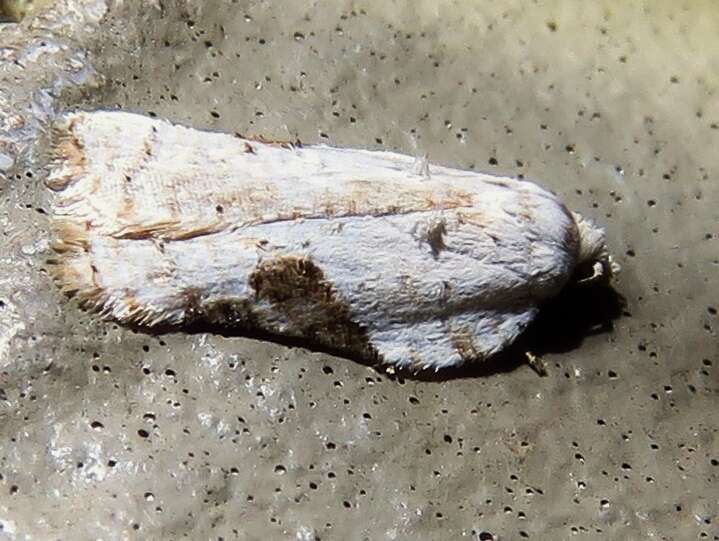 Image of Acleris subnivana Walker 1863