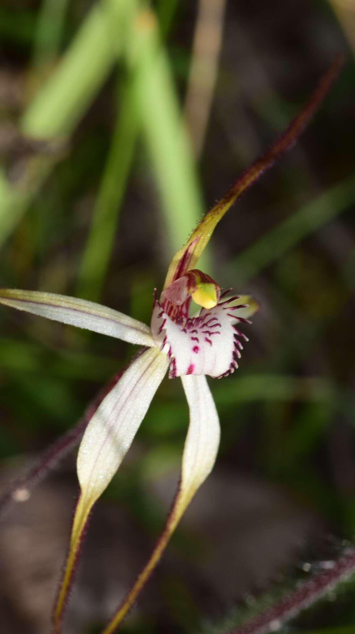 Imagem de Caladenia cretacea (D. L. Jones) G. N. Backh.