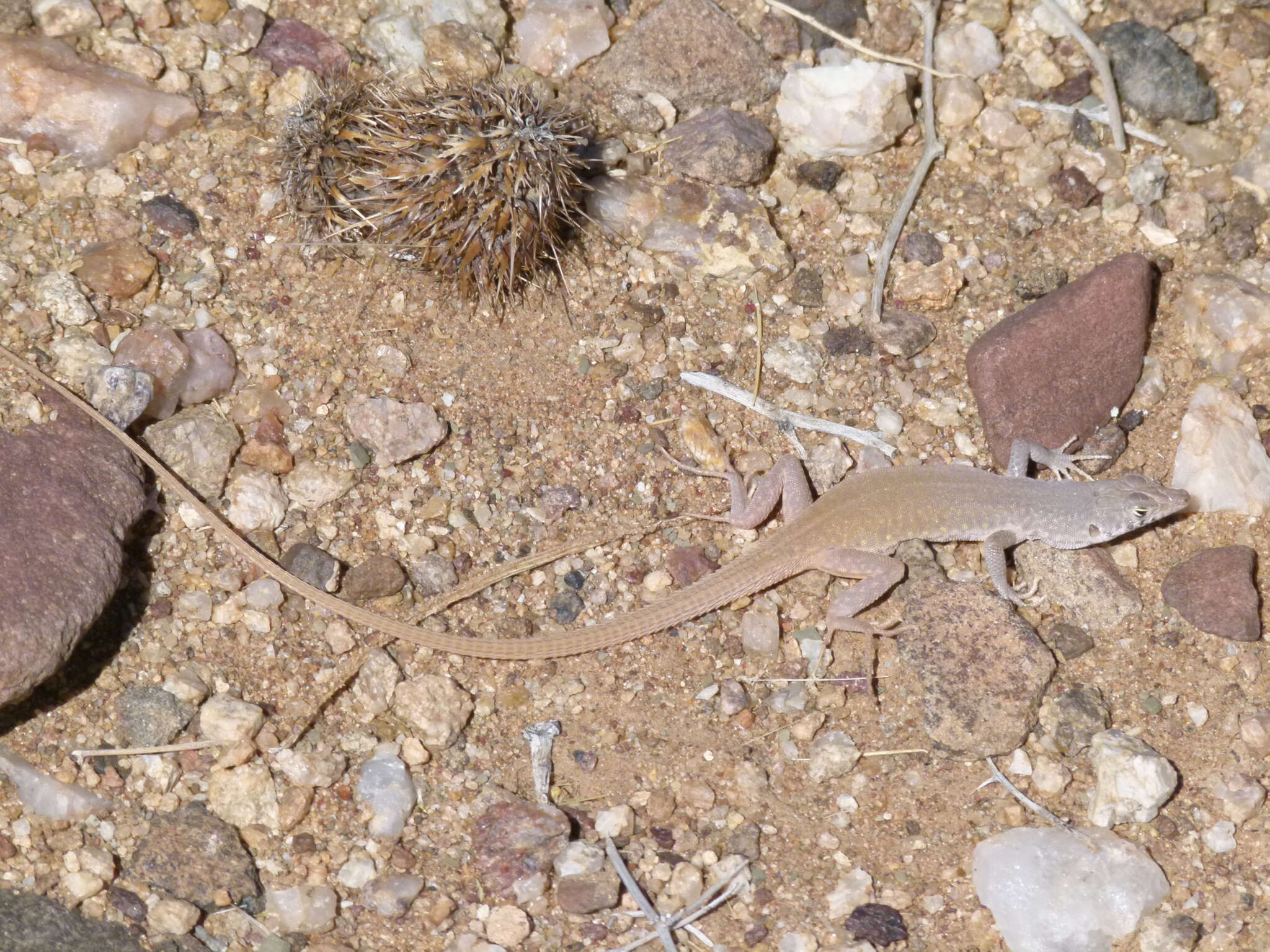 Plancia ëd Pedioplanis inornata (Roux 1907)