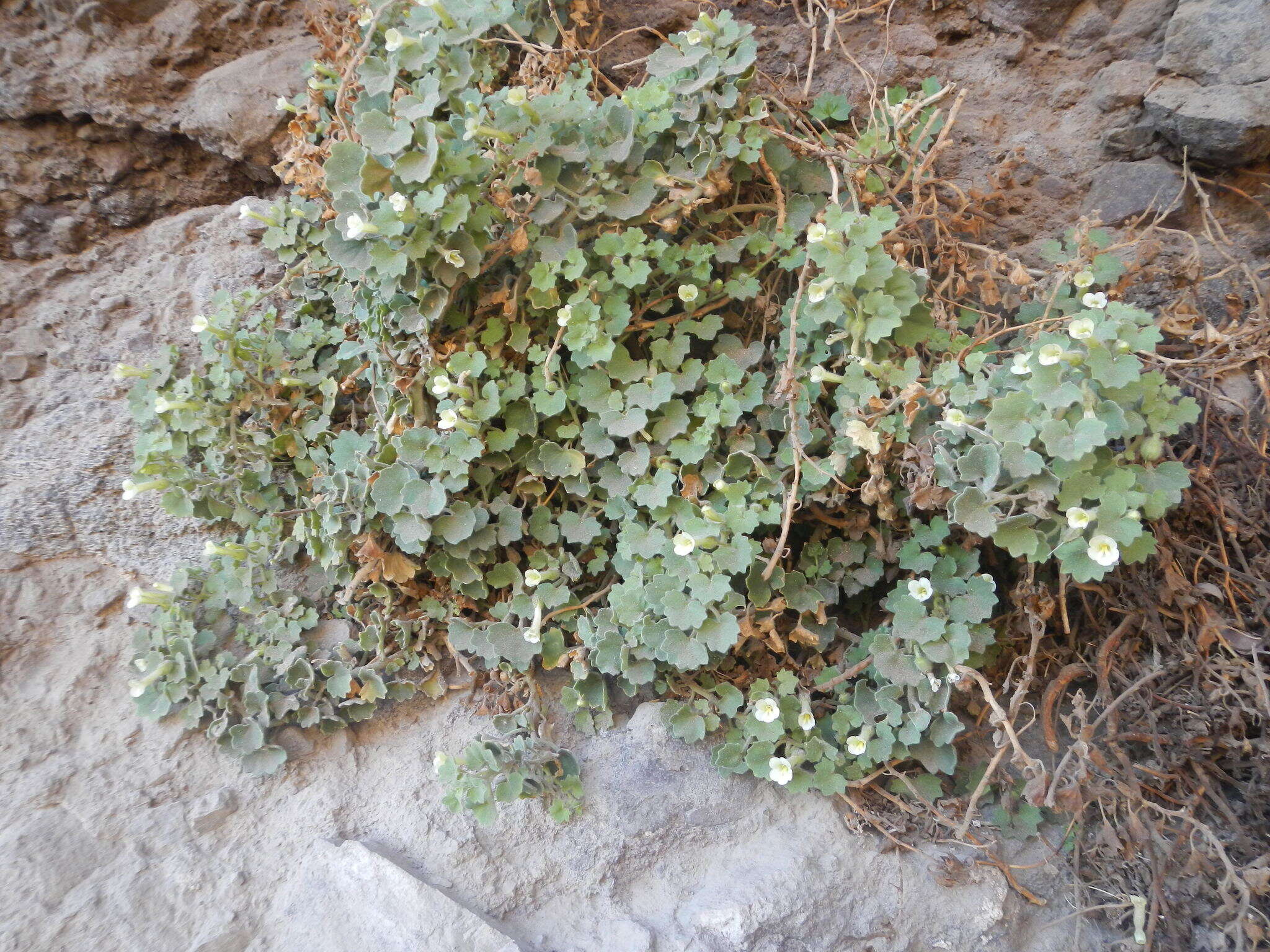 Image de Mabrya acerifolia (Pennell) W. J. Elisens
