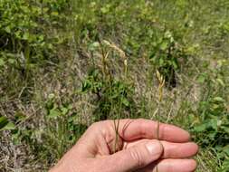 Image of whitescale sedge