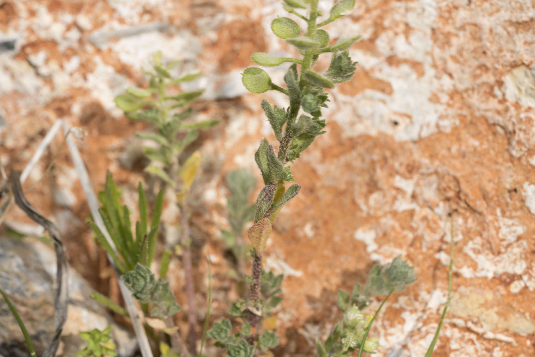 Image of alyssum