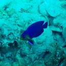 Image of Cherub Pygmy Angelfish