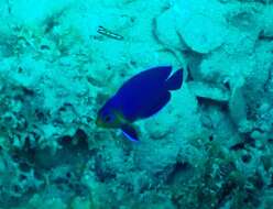 Image of Cherub Pygmy Angelfish