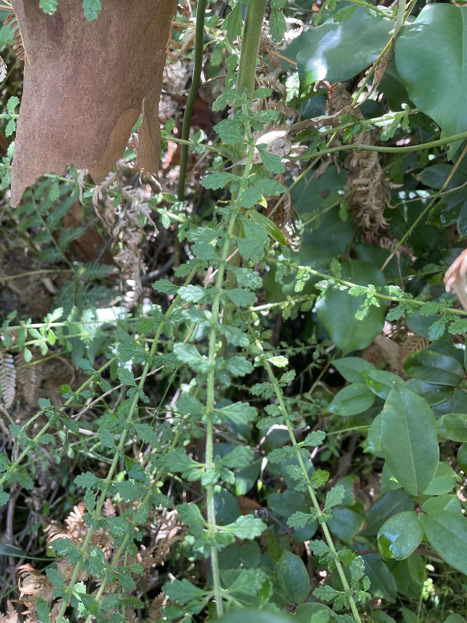 Image of Prostanthera incana A. Cunn. ex Benth.