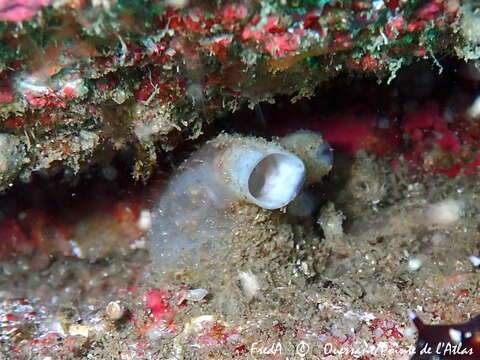 Image of Polycarpa scuba Monniot C. 1971