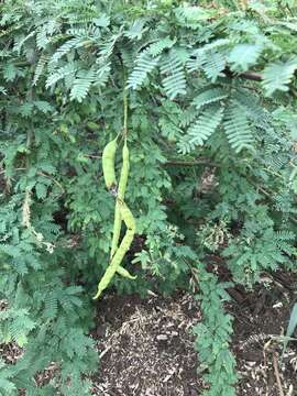 Plancia ëd Prosopis pallida (Willd.) Kunth