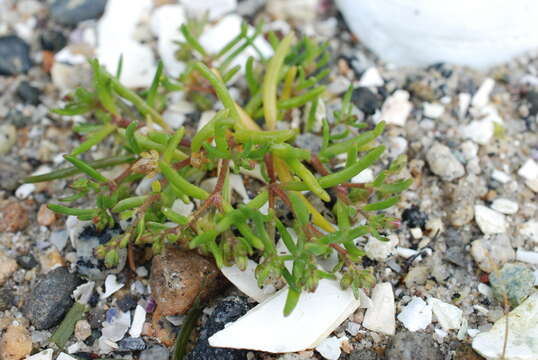 Image of Canadian sandspurry