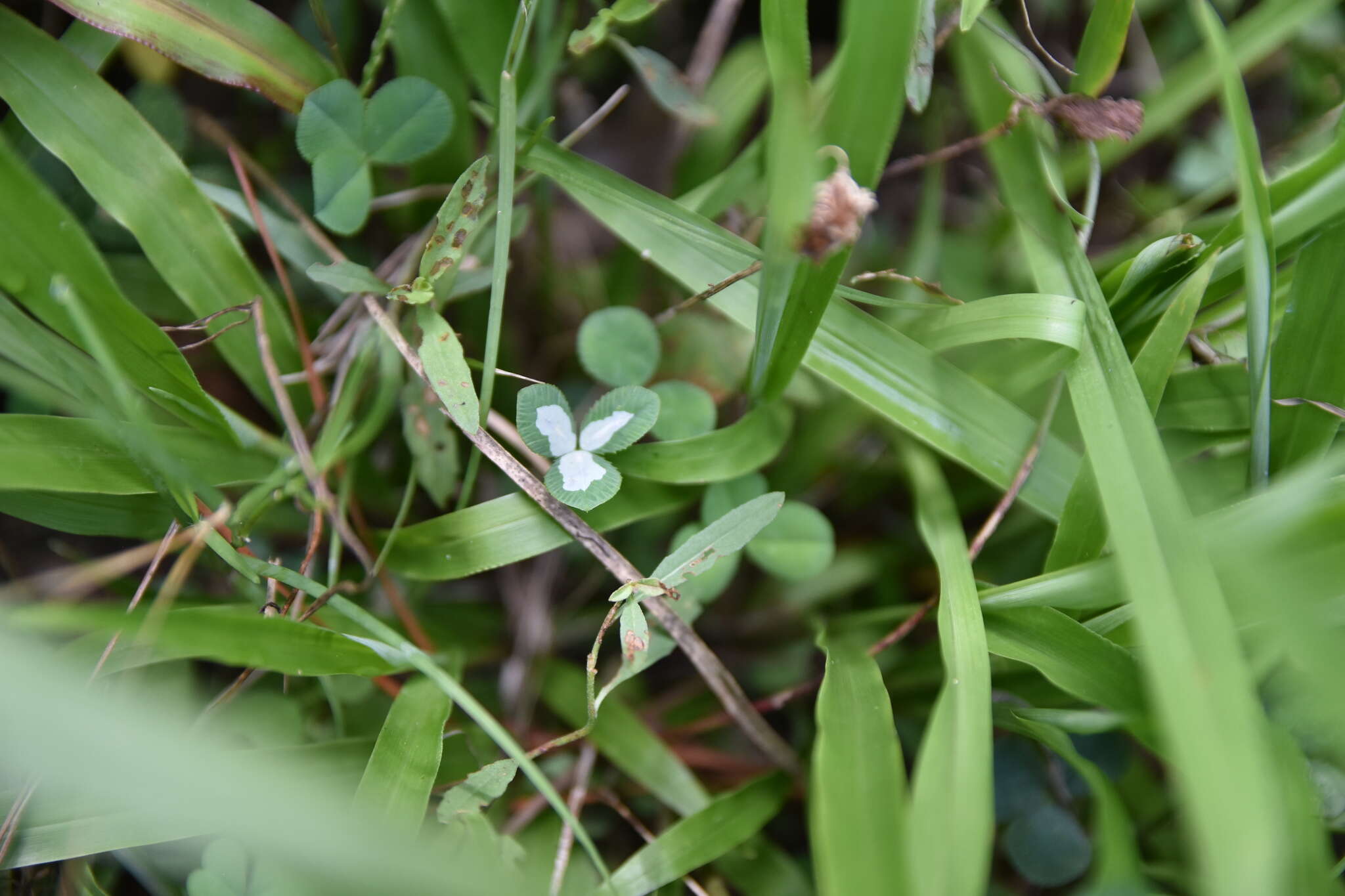 Image of Leaf miner moth