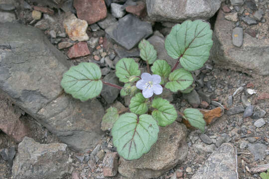 Image of longstalk phacelia